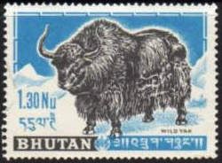 Yak (Bos mutus)