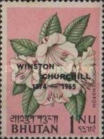 Rhododendron