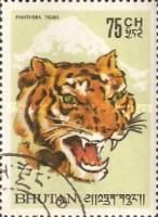 Bengal Tiger (Panthera tigris tigris)