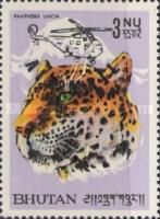 Snow Leopard (Panthera uncia)