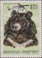 Asiatic Black Bear (Ursus thibetanus)