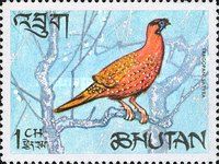 Satyr Tragopan (Tragopan satyra)