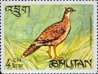 Himalayan Monal (Lophophorus impejanus)