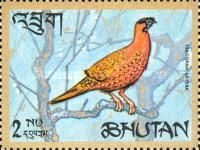 Satyr Tragopan (Tragopan satyra)