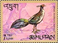 Himalayan Monal (Lophophorus impejanus)
