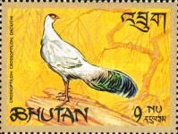 White-eared Pheasant (Crossoptilon crossoptilon drouynii)