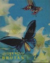 Priams Birdwing (Orniphoptera priamus)