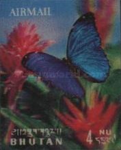 Blue Morpho (Morpho rhetenor)