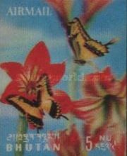 Queen Swallowtail (Papilio androgeus)
