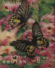 Magellan Birdwing (Troides magellanus)
