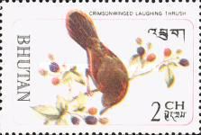 Crimsonwinged Laughingthrush (Liocichla phoenicea)