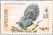 Grey Peacock-Pheasant (Polyplectron bicalcaratum)