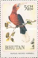 Rufous-necked Hornbill (Aceros nepalensis)