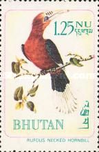 Rufous-necked Hornbill (Aceros nepalensis)