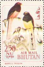 Ward's Trogon (Harpactes wardi)