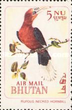 Rufous-necked Hornbill (Aceros nepalensis) 