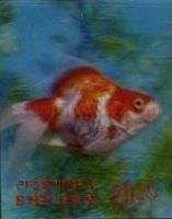 Goldfish (Carassius auratus)