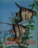 Freshwater Angelfish (Pterophyllum scalare)