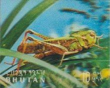 Grashopper (Tettigonia sp.)