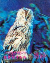 Boreal Owl (Aegolius funereus)