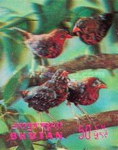 Red Avadavat (Amandava amandava)