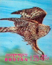 Upland Buzzard (Buteo hemilasius)