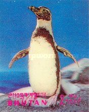 Humboldt Penguin (Spheniscus humboldti)