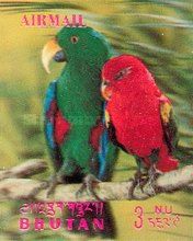 Eclectus Parrot (Lorius roratus)