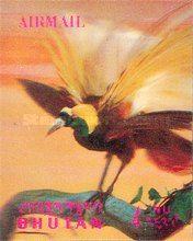 Greater Bird-of-paradise (Paradisaea apoda)