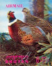 Common Pheasant (Phasianus colchicus)