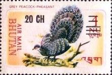 Grey Peacock-Pheasant (Polyplectron bicalcaratum)