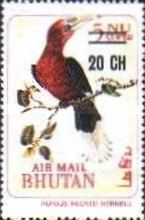 Rufous-necked Hornbill (Aceros nepalensis)