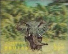 African Elephant (Loxodonta africana)