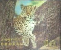 Leopard (Panthera pardus)