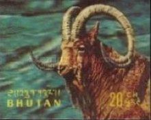 Alpine Ibex (Capra ibex)