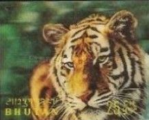 Tiger (Panthera tigris)