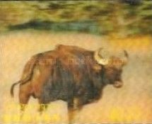 Gaur (Bos gaurus)