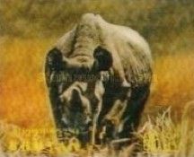 Black Rhinoceros (Diceros bicornis)