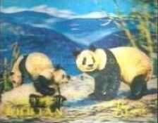 Giant Panda (Ailuropoda melanoleuca)