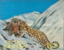Snow Leopard (Panthera uncia)