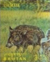 Pygmy Hog (Sus salvanius)