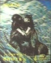 Asiatic Black Bear (Ursus thibetanus)