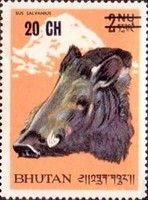 Pygmy Hog (Sus salvanius)