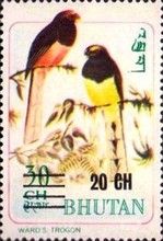 Ward's Trogon (Harpactes wardi)