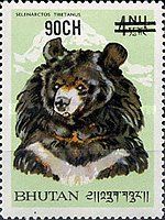 Himalayan Black Bear (Ursus thibethanus)