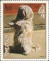 Lhasa Apsoo (Canis lupus familiaris)