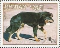 Dochi (Canis lupus familiaris)