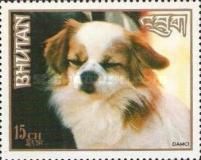 Damci (Canis lupus familiaris)