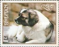 Damci (Canis lupus familiaris)