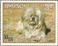 Lhasa Apso (Canis lupus familiaris)